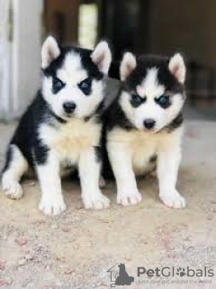 Photo №1. siberian husky - for sale in the city of Helsinki | Is free | Announcement № 129730