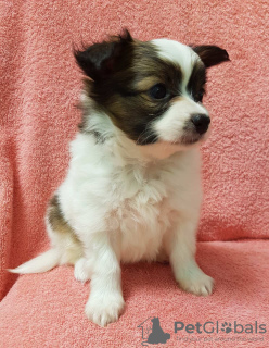 Photo №1. papillon dog - for sale in the city of Yaroslavl | 743$ | Announcement № 17278
