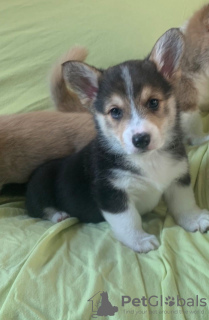 Photo №2 to announcement № 23730 for the sale of welsh corgi - buy in Germany 