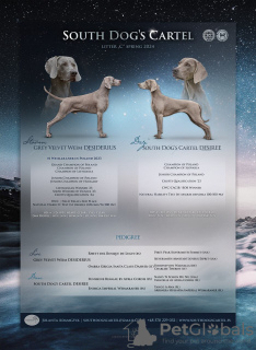 Photo №1. weimaraner - for sale in the city of Krakow | 1479$ | Announcement № 95744