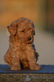 Additional photos: Toy poodle puppies