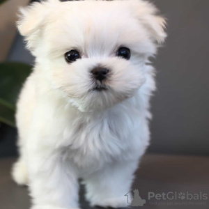 Photo №2 to announcement № 133593 for the sale of maltese dog - buy in United Arab Emirates breeder