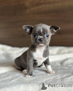 Photo №1. chihuahua - for sale in the city of Anderlecht | negotiated | Announcement № 171701