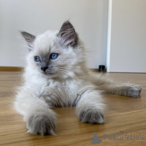 Photo №1. ragdoll - for sale in the city of Гамбург | 422$ | Announcement № 101799
