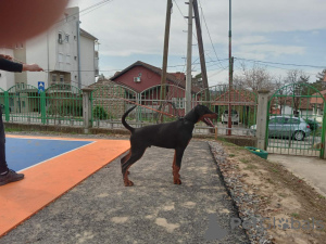 Photo №3. Doberman puppies. Serbia