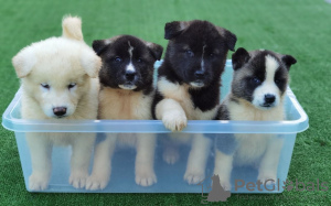 Photo №1. american akita - for sale in the city of Tomsk | 355$ | Announcement № 12232