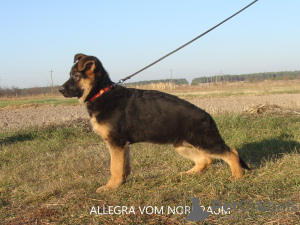 Photo №2 to announcement № 15363 for the sale of german shepherd - buy in Ukraine from nursery