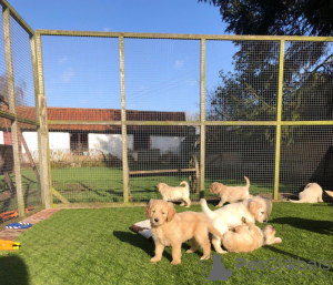 Photo №1. golden retriever - for sale in the city of Berlin | negotiated | Announcement № 115950