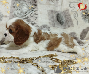 Additional photos: PROMISING GIRL Cavalier King Charles Spaniel