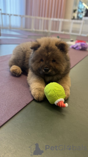 Photo №2 to announcement № 159152 for the sale of chow chow - buy in United States private announcement