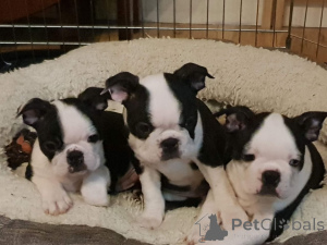 Photo №1. boston terrier - for sale in the city of Mainz | 376$ | Announcement № 149044