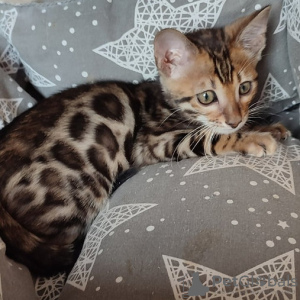 Photo №1. bengal cat - for sale in the city of Helsinki | 317$ | Announcement № 96928