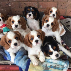 Photo №1. cavalier king charles spaniel - for sale in the city of Bern | negotiated | Announcement № 123452