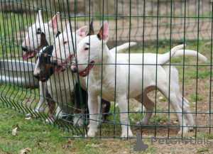 Additional photos: Mini bull terriers