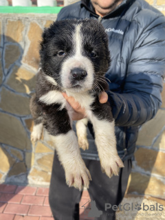 Photo №1. central asian shepherd dog - for sale in the city of Kropivnitsky | 300$ | Announcement № 15898