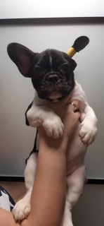 Photo №2 to announcement № 5690 for the sale of french bulldog - buy in Ukraine private announcement