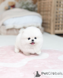 Photo №3.  Adorable Pomeranian Puppy Available for Adoption . Czech Republic