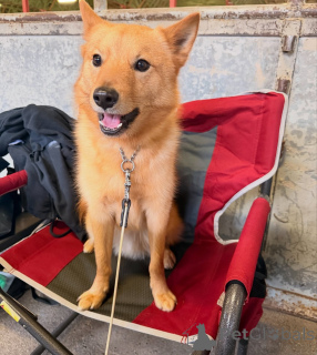 Photo №1. finnish spitz - for sale in the city of ALAVUS | 600$ | Announcement № 164330