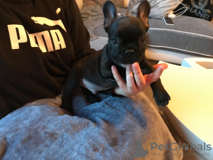 Additional photos: Healthy Male and Female French Bulldog Puppies available now