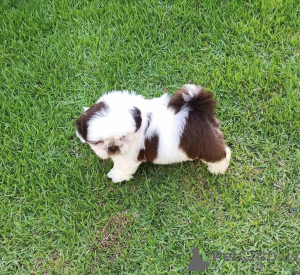 Photo №2 to announcement № 139012 for the sale of poodle (toy), shih tzu - buy in Poland private announcement, breeder
