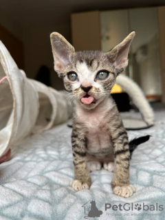 Photo №3. Devon Rex kittens with pedigree available for sale to Caring homes. Germany