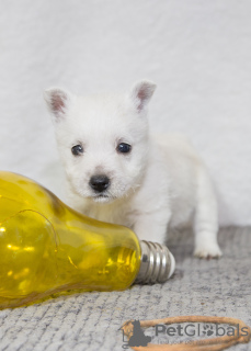 Photo №1. west highland white terrier - for sale in the city of Tiraspol | 845$ | Announcement № 92130