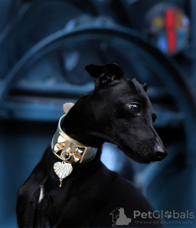 Photo №1. Mating service - breed: italian greyhound. Price - negotiated