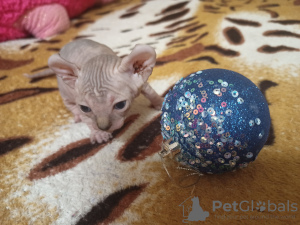 Photo №4. I will sell sphynx-katze in the city of Krivoy Rog. private announcement - price - 206$