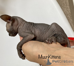 Additional photos: Kittens of the Canadian Sphynx