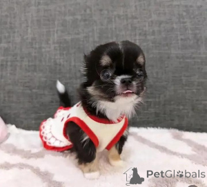 Photo №2 to announcement № 152215 for the sale of chihuahua - buy in Montenegro private announcement, breeder