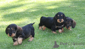 Photo №4. I will sell dachshund in the city of Skellefteå. private announcement, breeder - price - 671$