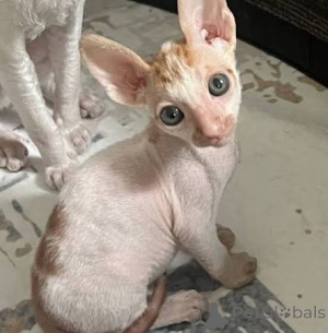 Photo №3. Home Raised Cornish Rex Kittens. Germany