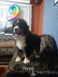 Photo №1. bernese mountain dog - for sale in the city of Leszno | 686$ | Announcement № 33386