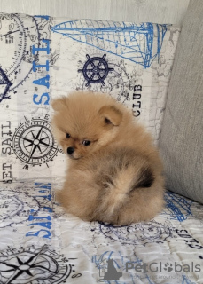 Additional photos: Pomeranian boy