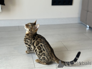 Photo №2 to announcement № 100955 for the sale of bengal cat - buy in United States private announcement, from nursery, breeder