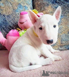 Photo №1. bull terrier - for sale in the city of Sofia | negotiated | Announcement № 175977
