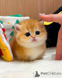 Photo №1. british shorthair - for sale in the city of Berlin | negotiated | Announcement № 165877