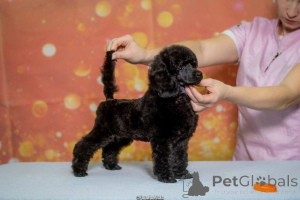 Photo №2 to announcement № 135418 for the sale of poodle (royal) - buy in Serbia 