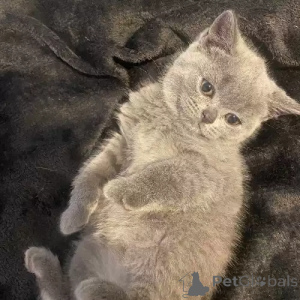 Photo №2 to announcement № 167270 for the sale of british shorthair - buy in Germany private announcement