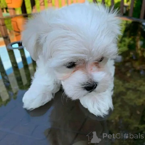 Photo №2 to announcement № 159932 for the sale of maltese dog - buy in Germany private announcement