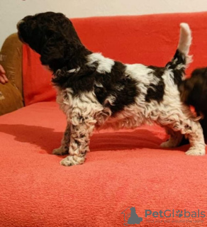 Photo №2 to announcement № 17853 for the sale of lagotto romagnolo - buy in Russian Federation from nursery