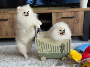 Photo №1. yorkshire terrier - for sale in the city of Helsinki | Is free | Announcement № 165321