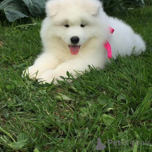 Photo №4. I will sell samoyed dog in the city of Даллас.  - price - 1100$