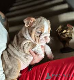 Photo №4. I will sell english bulldog in the city of Wiesbaden.  - price - negotiated