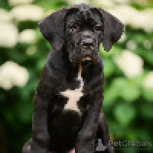 Photo №3. Cane Corso. Latvia