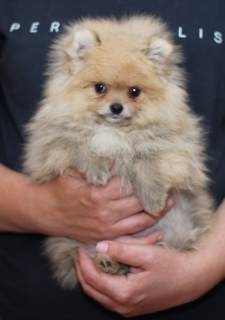 Photo №3. Pomeranian spitz. Russian Federation