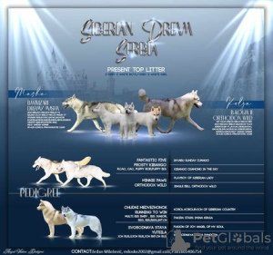 Photo №1. siberian husky - for sale in the city of Knjazevac | negotiated | Announcement № 106621