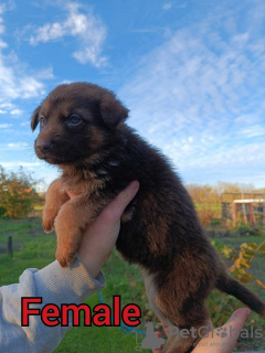 Additional photos: Liver German Shepherd puppies