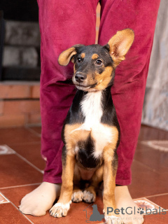 Photo №2 to announcement № 169143 for the sale of non-pedigree dogs - buy in Russian Federation private announcement