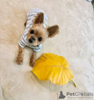 Photo №1. yorkshire terrier - for sale in the city of Ohio City | Is free | Announcement № 123122